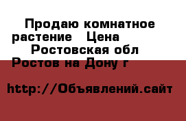 Продаю комнатное растение › Цена ­ 2 500 - Ростовская обл., Ростов-на-Дону г.  »    